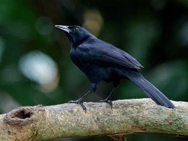 <h3><a href="/trips/costa-rica/biota/animalia/chordata/aves/040 passeriformes/124 icteridae/dives dives/dives dives-nl.html">Dives&nbsp;dives</a> / Melodious&nbsp;blackbird / Rouwtroepiaal</h3>OM-1 met OLYMPUS M.40-150mm F2.8, 1/100 sec  bij F2.8, ISO 640, afstand 5.64&nbsp;m